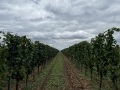 IMG_3550